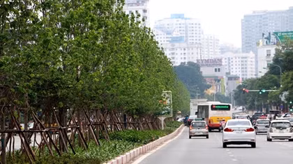 Hàng phong đâm chồi nảy lộc xanh mướt trên phố Hà Nội