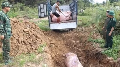 Nguy cơ dịch bệnh từ lợn nhập lậu