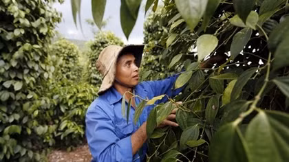 Người dân lại ngao ngán vì giá hồ tiêu thấp