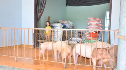 Người dân "nhường nhà" cho gà, lợn ở