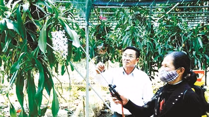 "Thủ phủ" của phong lan rộn ràng đón Tết