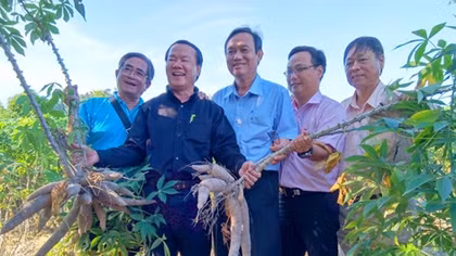 “Xấu dây - tốt củ”