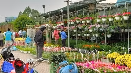 Âu lo mùa hoa Tết