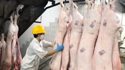 TP HCM nỗ lực ngăn chặn dịch tả lợn châu Phi