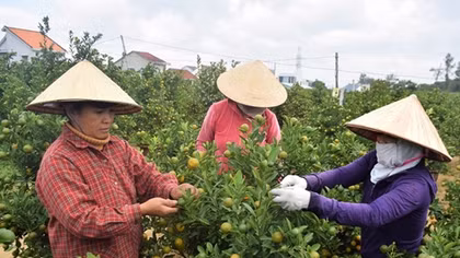 Quất Cẩm Hà bội thu vụ Tết