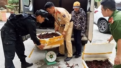 Thu giữ gần nửa tạ tôm càng đỏ Trung Quốc trên ôtô khách