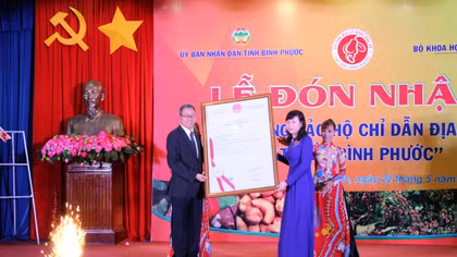 Thủ phủ ngành điều Việt Nam đón nhận bảo hộ chỉ dẫn địa lý hạt điều