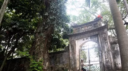 Hà Nội cho phép người dân thôn Phụ Chính bán cây sưa 