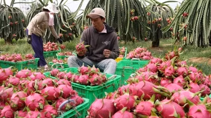 Gỡ 3 “nút thắt” để phát triển xuất khẩu nông sản Việt Nam