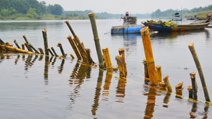 Người dân đóng cọc tre xuống sông Bồ ngăn chặn nạn khai thác cát trái phép
