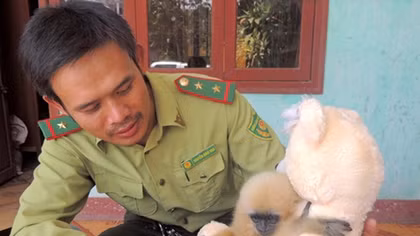 Cứu sống một cá thể vượn quý hiếm từ tay thợ săn