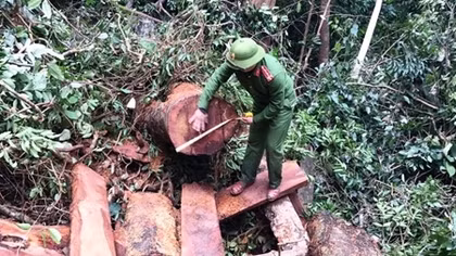 Rừng Trường Sơn tiếp tục bị tàn phá