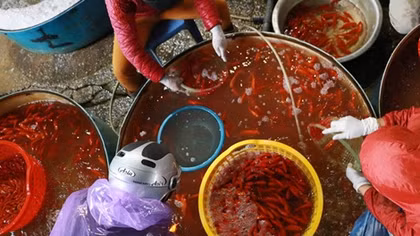 Chợ cá Sở Thượng ngày cận Tết ông Công, ông Táo