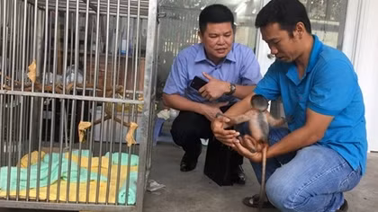 Những “bảo mẫu” của… động vật có tên trong Sách đỏ