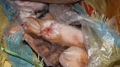Gần 3 tấn nội tạng bốc mùi đang trên đường đến nhà hàng