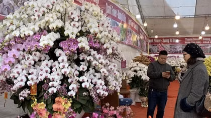 Các nhà vườn tung cây cảnh giá “khủng” bán Tết