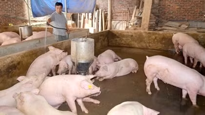 Cả nước có hơn 2.500 trang trại chăn nuôi lợn an toàn sinh học