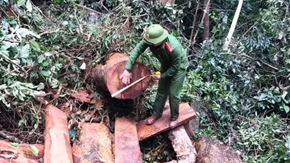 Công an tỉnh Quảng Bình: Khám phá vụ phá rừng Trường Sơn rất nghiêm trọng