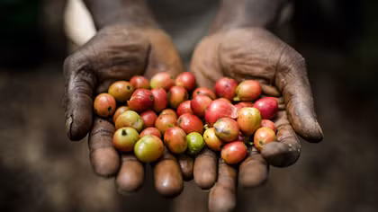 Ngành cà phê của Kenya lao đao vì các băng nhóm trộm cướp