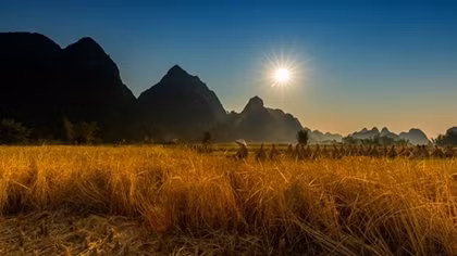Ổ rạ à, ổ rạ ơi...