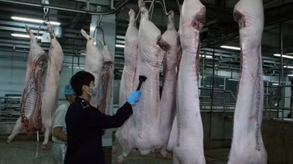 Ỳ ạch Quy hoạch giết mổ gia súc, gia cầm