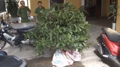 Khởi tố 2 đối tượng trộm cây mai cảnh