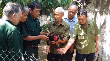 Cựu binh 84 tuổi kiếm bộn tiền từ nuôi gà "Tiến vua"