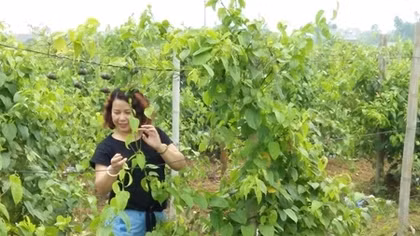 Nghiên cứu trồng cây sachi ở Việt Nam để tạo ra nhiều sản phẩm dinh dưỡng độc đáo