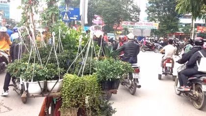 Nhọc nhằn nghề bán cây cảnh rong trên phố