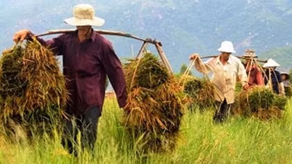 Nông nghiệp, nông dân, nông thôn có vị trí chiến lược