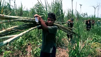 Tiết lộ về những kỹ năng sinh tồn của du kích FARC