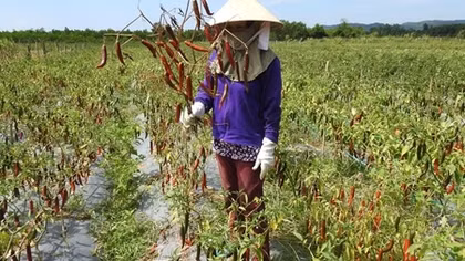 Người trồng ớt trắng tay vì không được thu mua