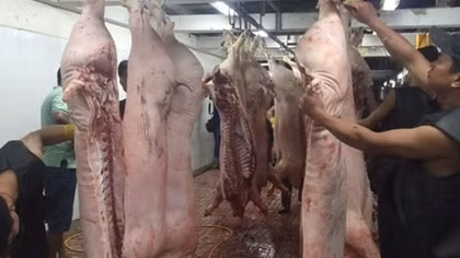 Tăng cường kiểm soát dịch tả lợn châu Phi, đảm bảo nguồn hàng sạch cho người tiêu dùng