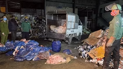 Phát hiện, tiêu hủy gần 2 tấn thịt lợn chết