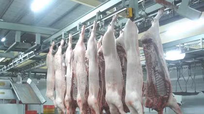 Các điều kiện về địa điểm cơ sở giết mổ gia súc, gia cầm