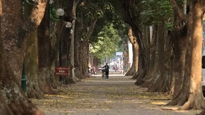 Đẹp ngỡ ngàng Hà Nội mùa thay lá