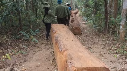 Tan nát những cánh rừng Tây Nguyên