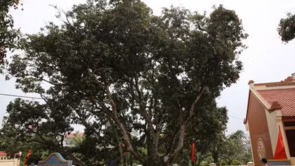 Ngắm 'cây vải tổ' được xác lập Kỷ lục Việt Nam