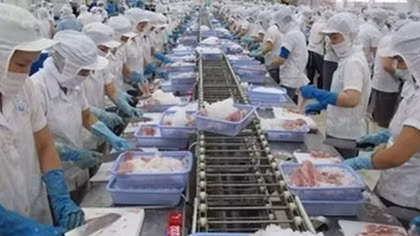 Trám lỗ hổng để gỡ thẻ vàng xuất khẩu thủy sản sang EU