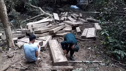 Vụ bãi tập kết gỗ gần trạm bảo vệ rừng: Tìm thấy 73 gốc cây 