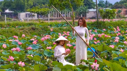 Đẹp xao xuyến mùa sen Đà thành dưới ống kính của giới trẻ
