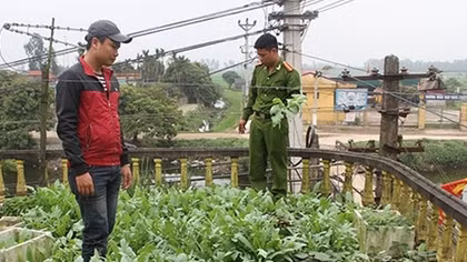 Công an Hưng Yên: Xử lý nghiêm những trường hợp trồng cây thuốc phiện tại nhà