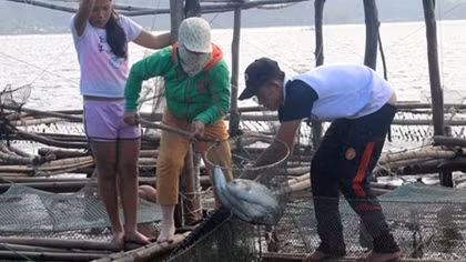 Điêu đứng vì cá lồng nuôi bán dịp Tết chết bất thường