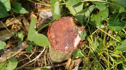 Nguy cơ mất an ninh nông thôn từ những vụ phá hoại cây trồng