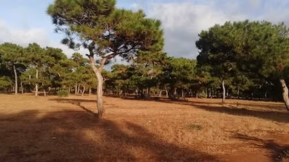 Bộ NN&PTNT bác đề xuất của Gia Lai chuyển đổi rừng làm sân golf