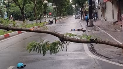 Tin thêm về vụ tử vong do đâm xe vào cây đổ ngang đường