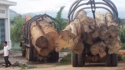 Truy tìm 2 tài xế vứt bỏ xe tải chở gỗ lậu
