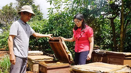 Cần liên kết tìm đầu ra cho sữa ong