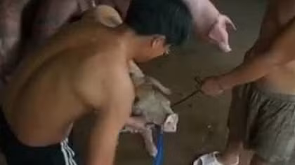 Bắt quả tang vụ bơm nước tăng trọng cho 75 con heo