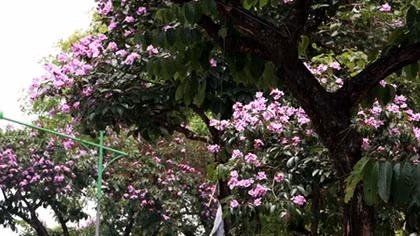 Ngơ ngẩn trước màu tím bằng lăng chào hè ở Hà thành